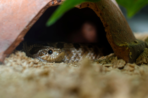 Close up of a mildly venomous rear-fanged snake - Eastern Hognose Snake, Heterodon nasicus, commonly called puff adder