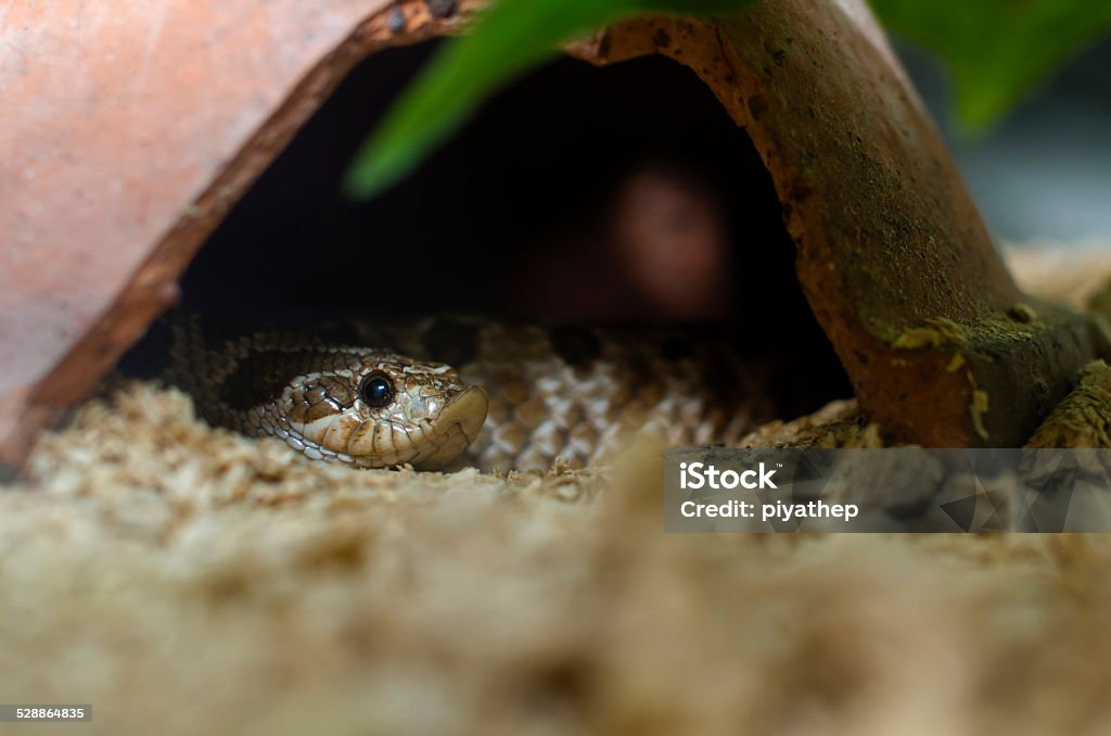 Eastern Hog-nosed Snake Close up of a mildly venomous rear-fanged snake - Eastern Hognose Snake, Heterodon nasicus, commonly called puff adder Snake Stock Photo