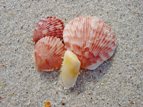 A beautiful group of sea shells rest on the beach in Ponte Vedra Beach, Florida