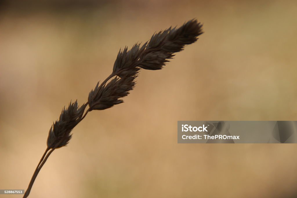 Wild grain Horizontal Stock Photo