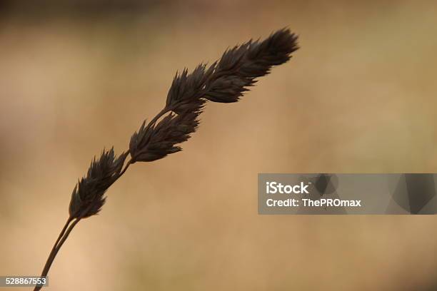 Wild Grain Stock Photo - Download Image Now - Horizontal, No People, Photography