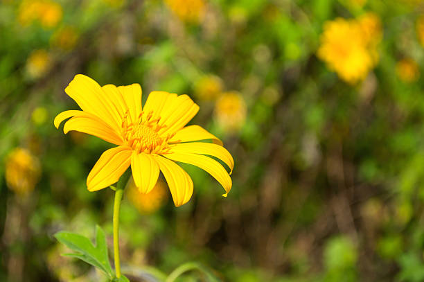 나무 매리골드, 멕시코 tournesol, 멕시코 해바라기 를 가르드 - justin bua 뉴스 사진 이미지