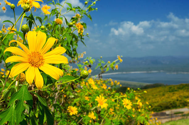 나무 매리골드, 멕시코 tournesol, 멕시코 해바라기 blue sky - justin bua 뉴스 사진 이미지