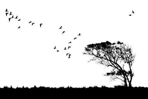 Tree and birds silhouette