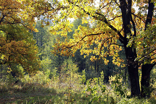 istock Autumn in the oak grove 528873331