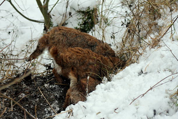istock Three Border Terriers marking an earth in the snow 528873421