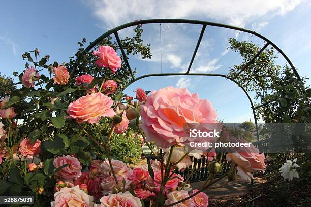 Morwell Rose Garden Stock Photo - Download Image Now - Australia, Blue, Fish-Eye Lens