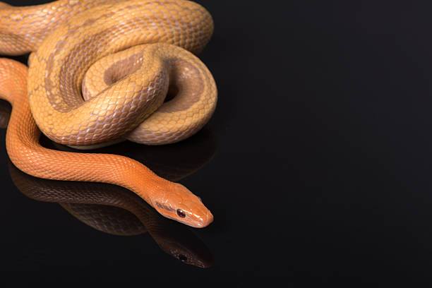 istock Yellow Rat Snake on black background 528875447