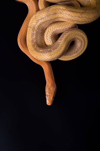 istock Yellow Rat Snake on black background 528875449
