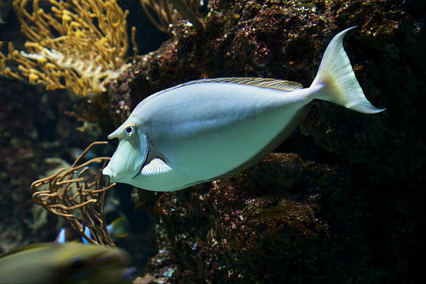 Bluespine unicornfish Have a sharp Scarpellini spikes on each side of the rear legs. On his forehead are the outgrowth in the shape of a horn. naso unicornis stock pictures, royalty-free photos & images