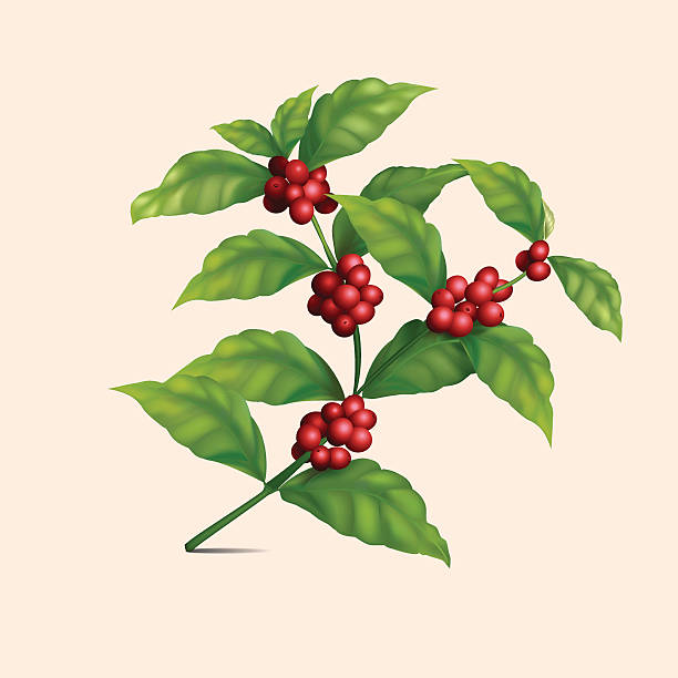 bildbanksillustrationer, clip art samt tecknat material och ikoner med coffee tree branch with berries - coffe branch with beans