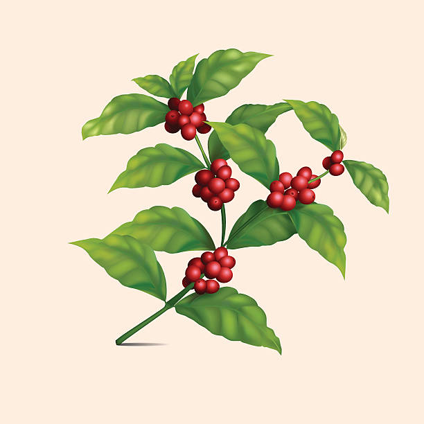 coffee tree branch with berries coffee tree branch with berries and shadow on a light background coffee tree stock illustrations