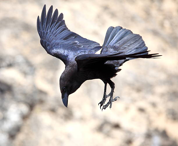 istock Brown-necked raven, Corvus ruficollis 528877797