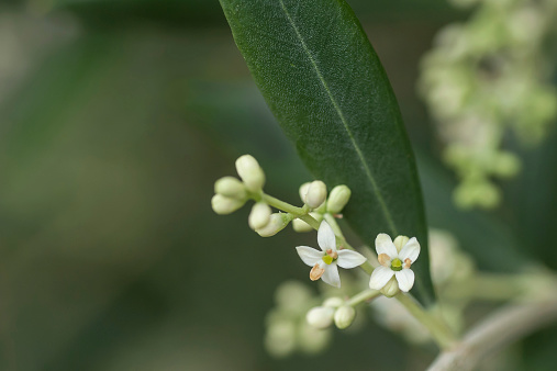 two white olive flowers and several buds in front of leaf