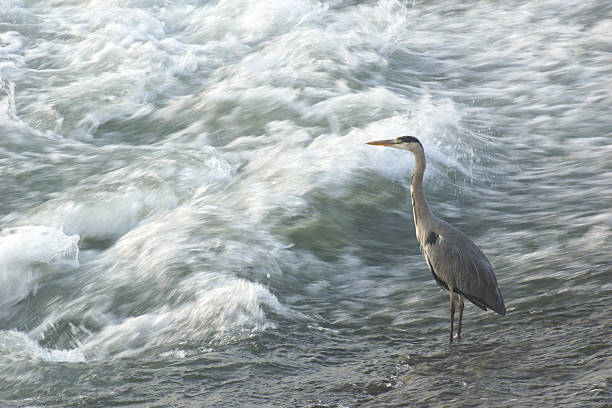 istock Gray Heron standing in the River Po 528879233