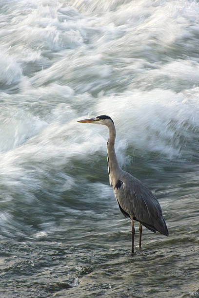 istock Gray Heron standing in the River Po 528879473