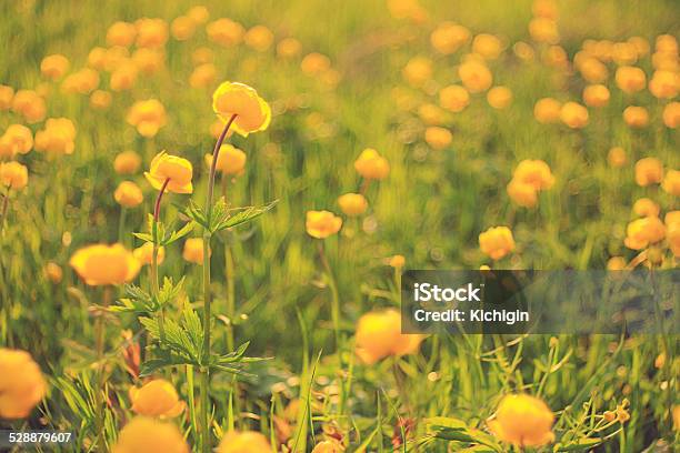 Buttercup Yellow Flowers Field Stock Photo - Download Image Now - Agricultural Field, Backgrounds, Beauty In Nature