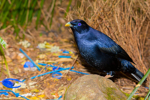 istock Satin Bowerbird at his bower 528879729
