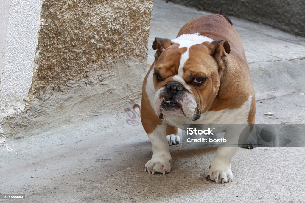 English Bulldog English Bulldog, standing. Animal Stock Photo