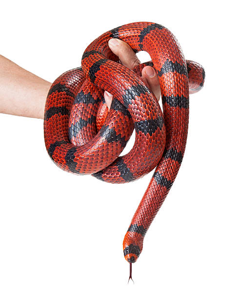 istock Man Holding A Red Milk Snake 528886915