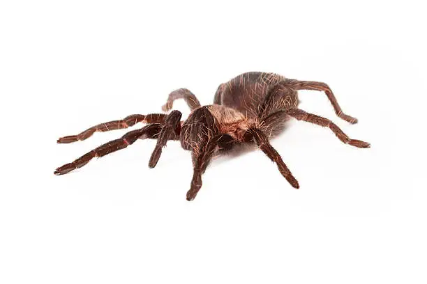 A large Honduran Curlyhair tarantla spider