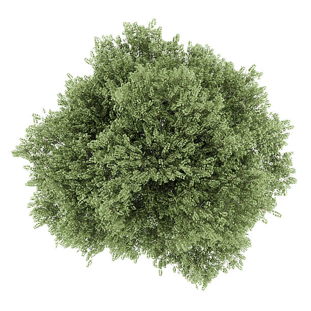 istock top view of silver birch tree isolated on white background 528890535