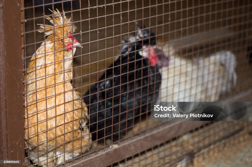 Three colorful pheasant in a cage Bird Stock Photo