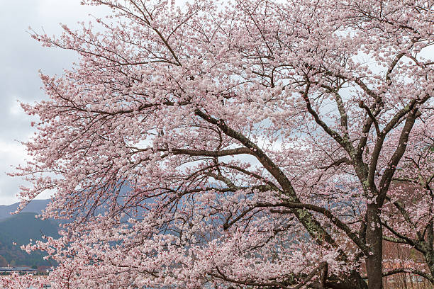 istock Pink cherry blossom tree in spring Kawaguchi lake, Japan 528891873
