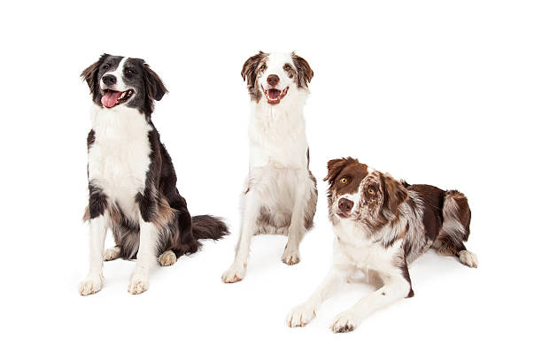 istock Three Border Collie Dogs Sitting And Laying 528892207