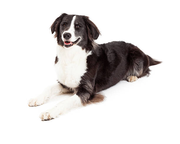 istock Smiling Border Collie Dog Laying 528892597