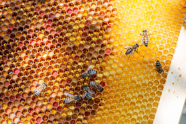 istock closeup of bees on honeycomb in apiary 528892778
