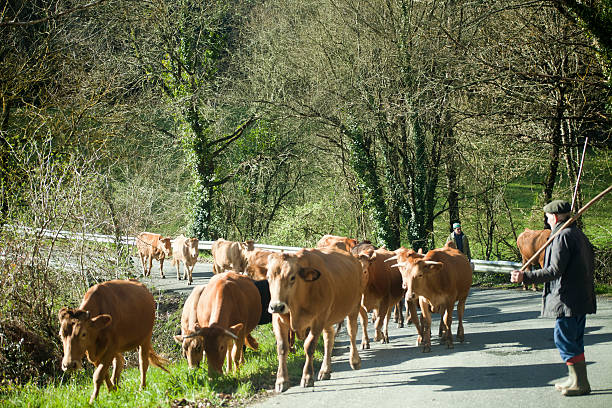 Lugo, Spain-Mars 10, 2016: Men gathering their cows to go back home at dusk in a forest rural area in Galicia, Spain. 