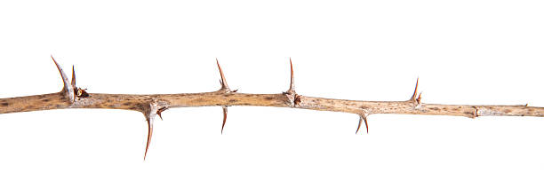 istock dry gooseberry branch with thorns isolated on white background 528893264