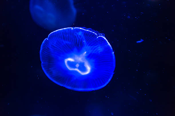 istock Moon Jellyfish in sea water 528894704