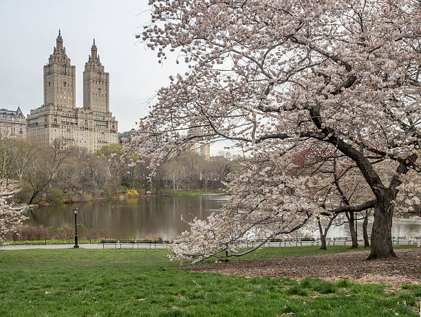 istock Central Park, New York City spring 528896014