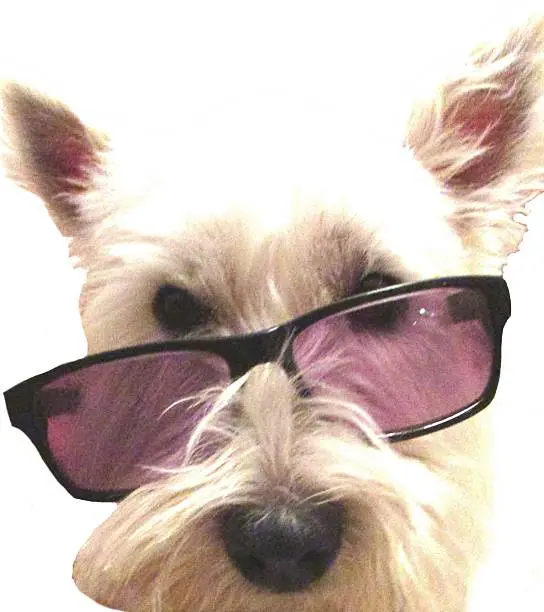 funnydog westie wearing sunglasses