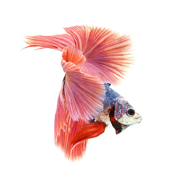 istock Betta fish, siamese fighting fish, betta splendens (Fullmoon bet 528896254