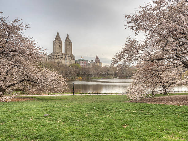 istock Central Park, New York City spring 528896352