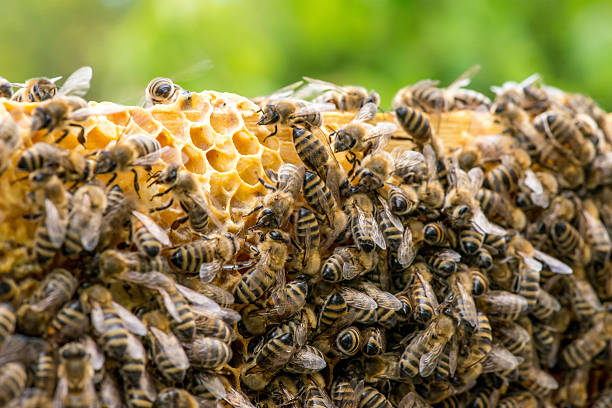 istock closeup of bees on honeycomb in apiary 528896440