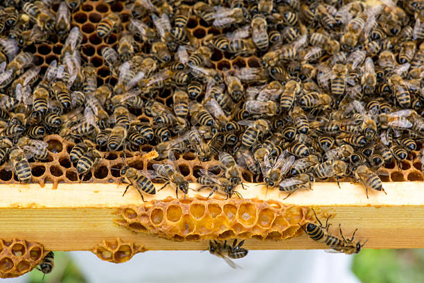 istock closeup of bees on honeycomb in apiary 528896596