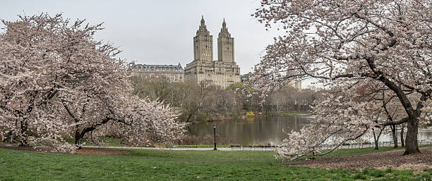 istock Central Park, New York City spring 528896654