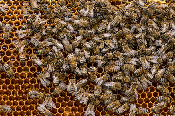 istock closeup of bees on honeycomb in apiary 528896760