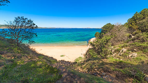 istock plants by the shore in Cala dei Ginepri 528897246