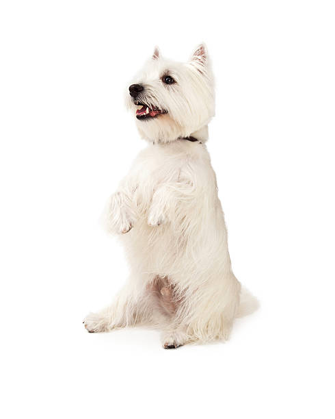 istock Happy West Highland Terrier Dog Begging 528897531