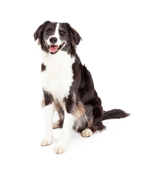 istock Happy Border Collie Dog Sitting 528897665