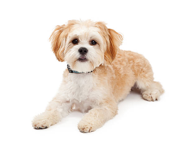 istock Cute Maltese Mix Breed Dog Laying 528897687