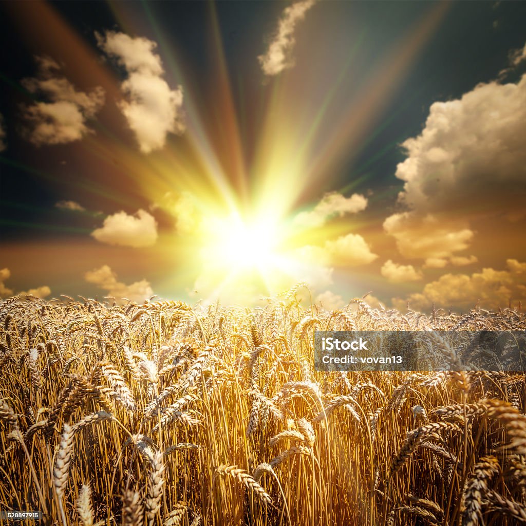 field of grass field of grass. meadow wheat under sky Agricultural Field Stock Photo