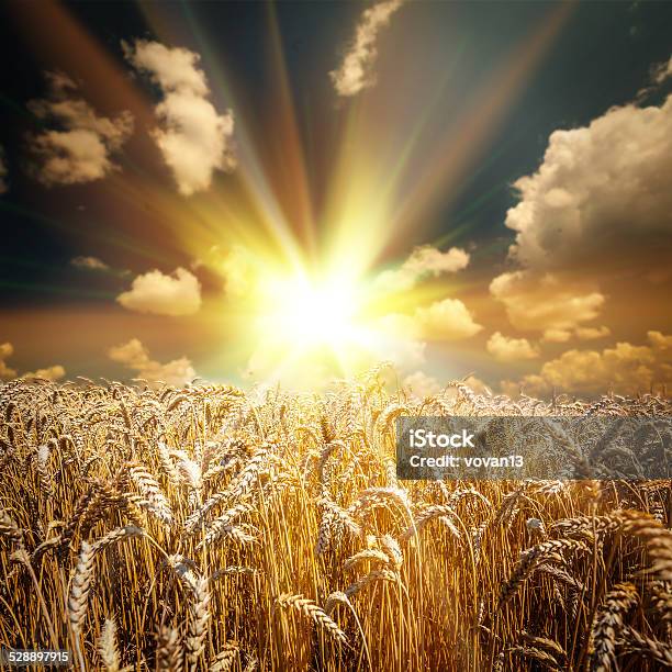 Field Of Grass Stock Photo - Download Image Now - Agricultural Field, Agriculture, Autumn