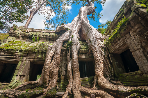 Ancient Khmer architecture ,Ta Prohm temple  ruins hidden in jungle in Siem Reap, Cambodia. Ta Prohm is a jungle temple  in Angkor.