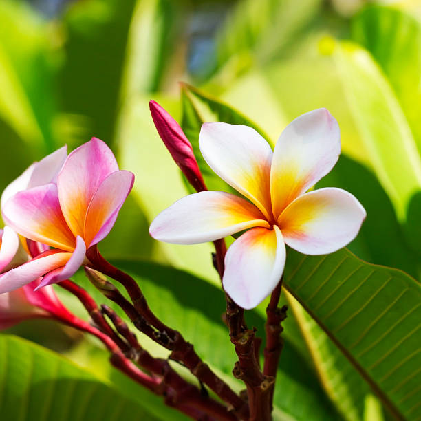 istock Frangipani Plumeria flowers 528898255